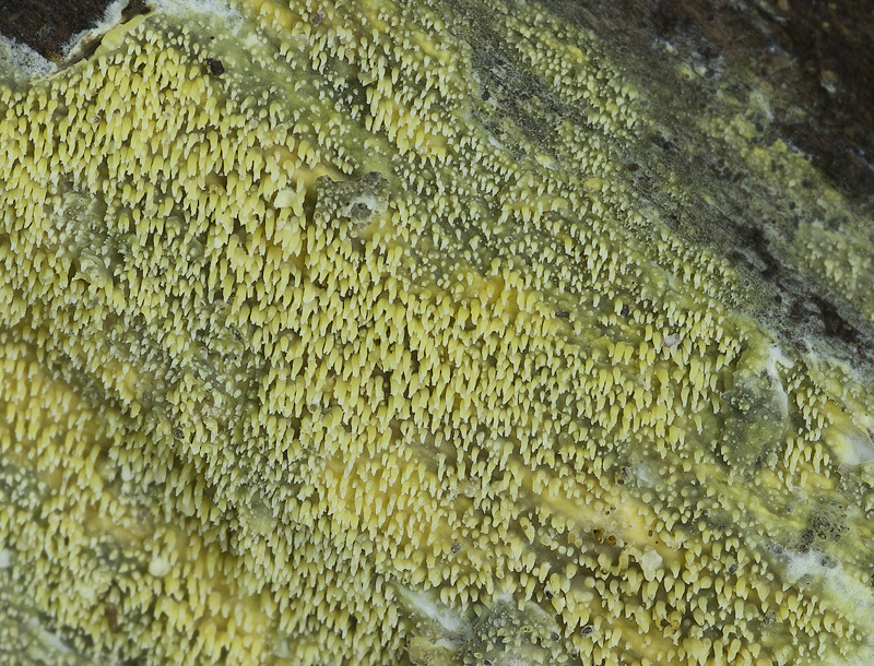 Phlebia uda